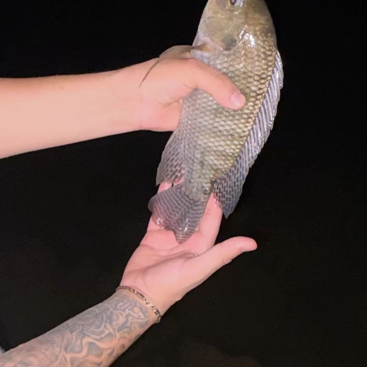 Nile tilapia caught on Fishbrain