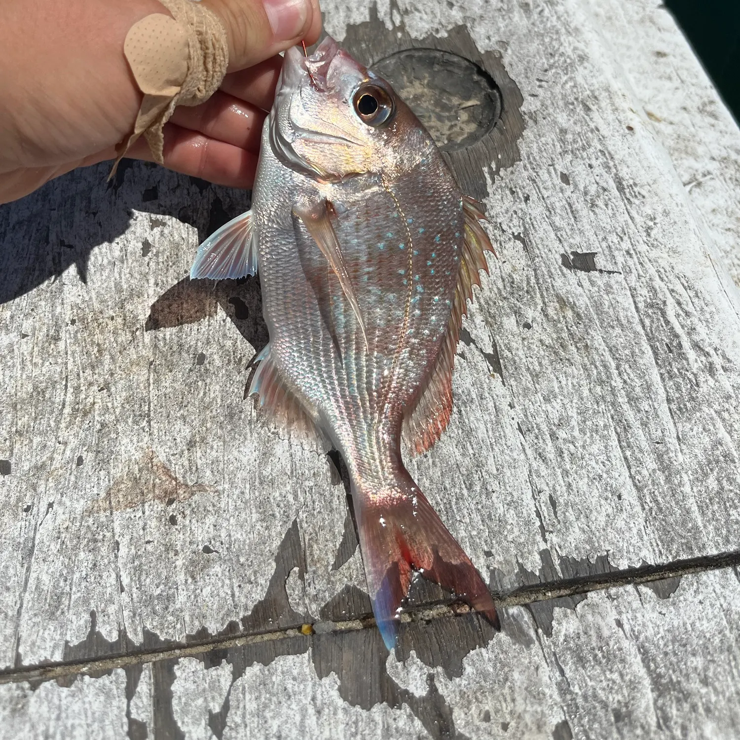 Australasian snapper caught on Fishbrain