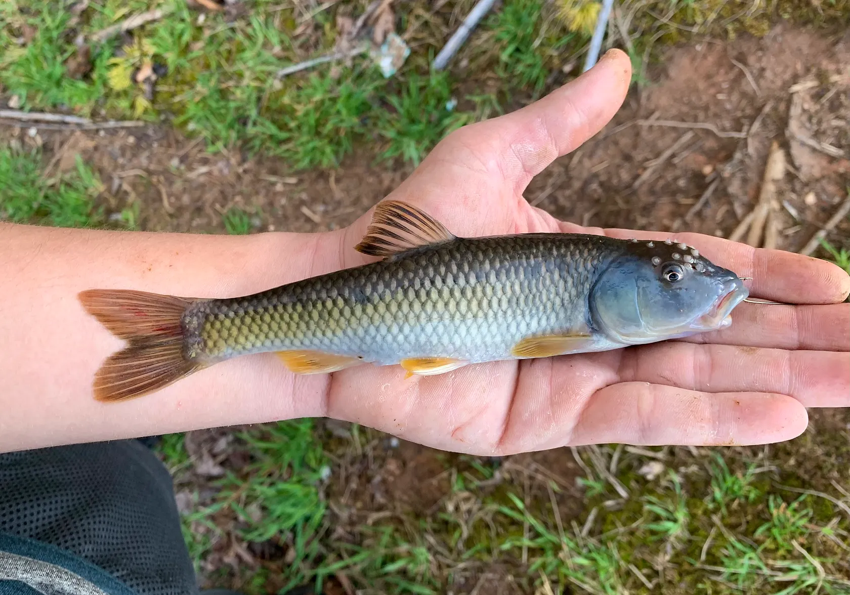 Bluehead chub