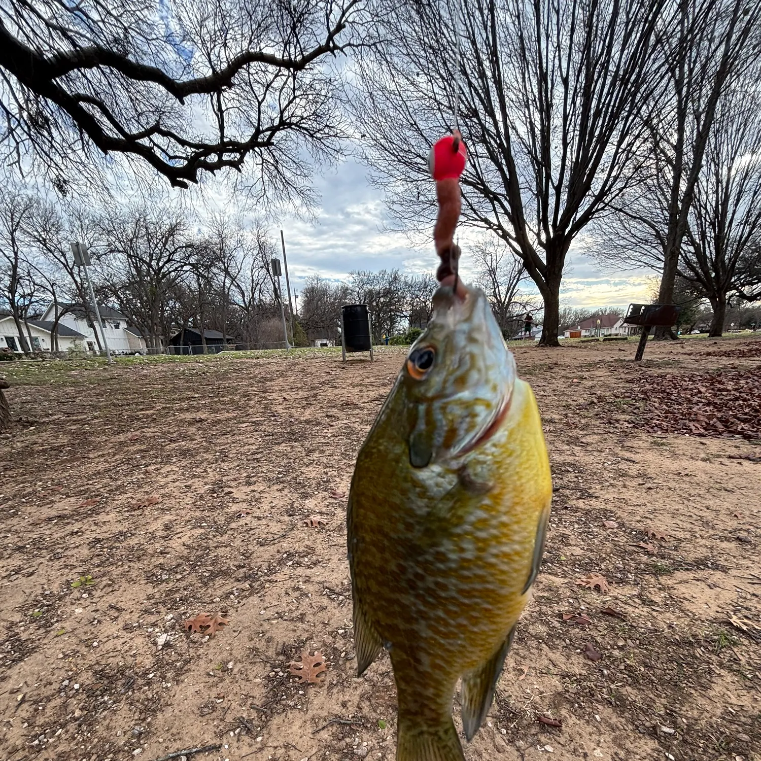 The most recent Greengill hybrid catches on Fishbrain