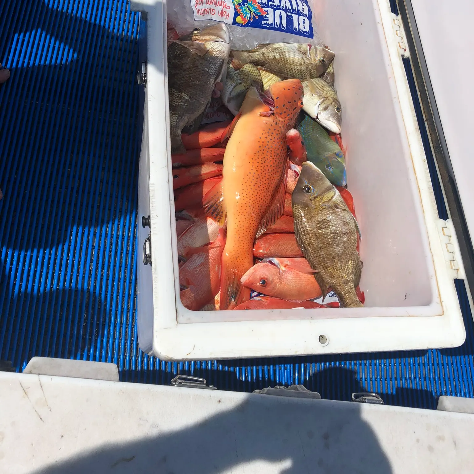 The most recent Leopard coralgrouper catches on Fishbrain