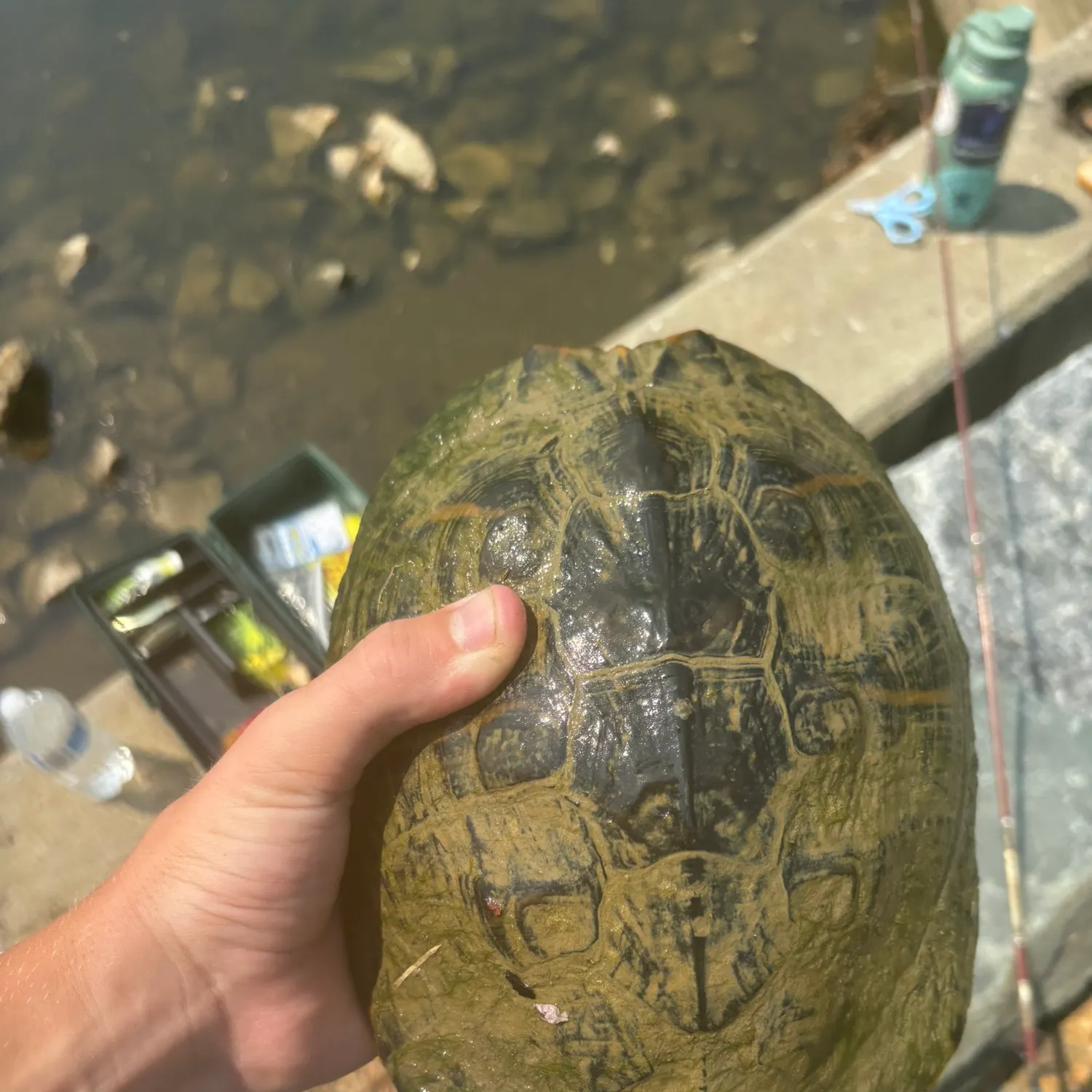 Pond slider turtle caught on Fishbrain