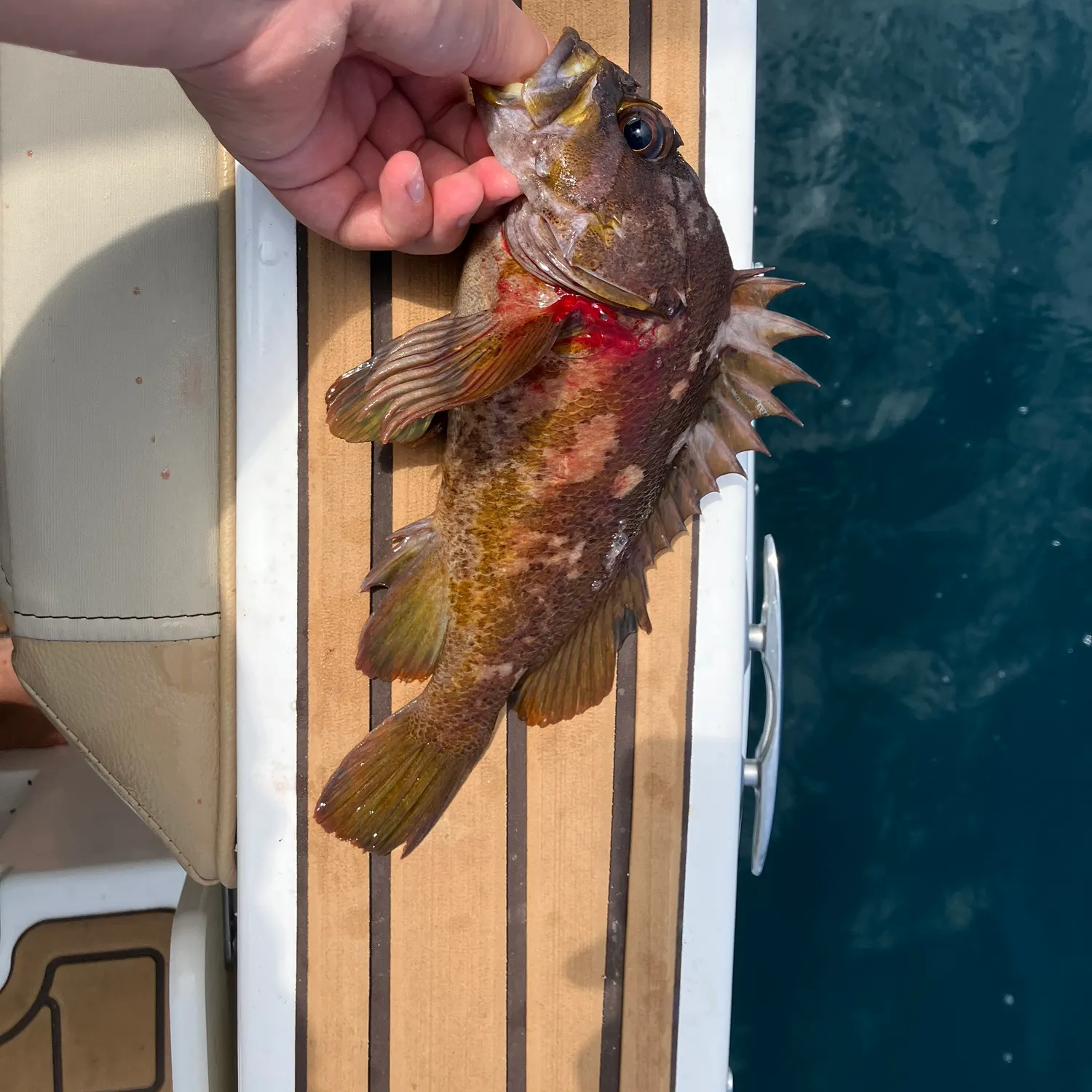 The most recent Gopher rockfish catches on Fishbrain