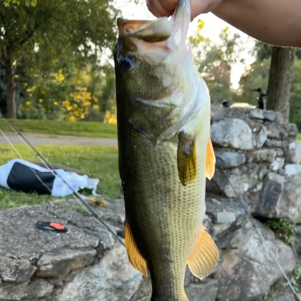 Largemouth bass caught on Fishbrain