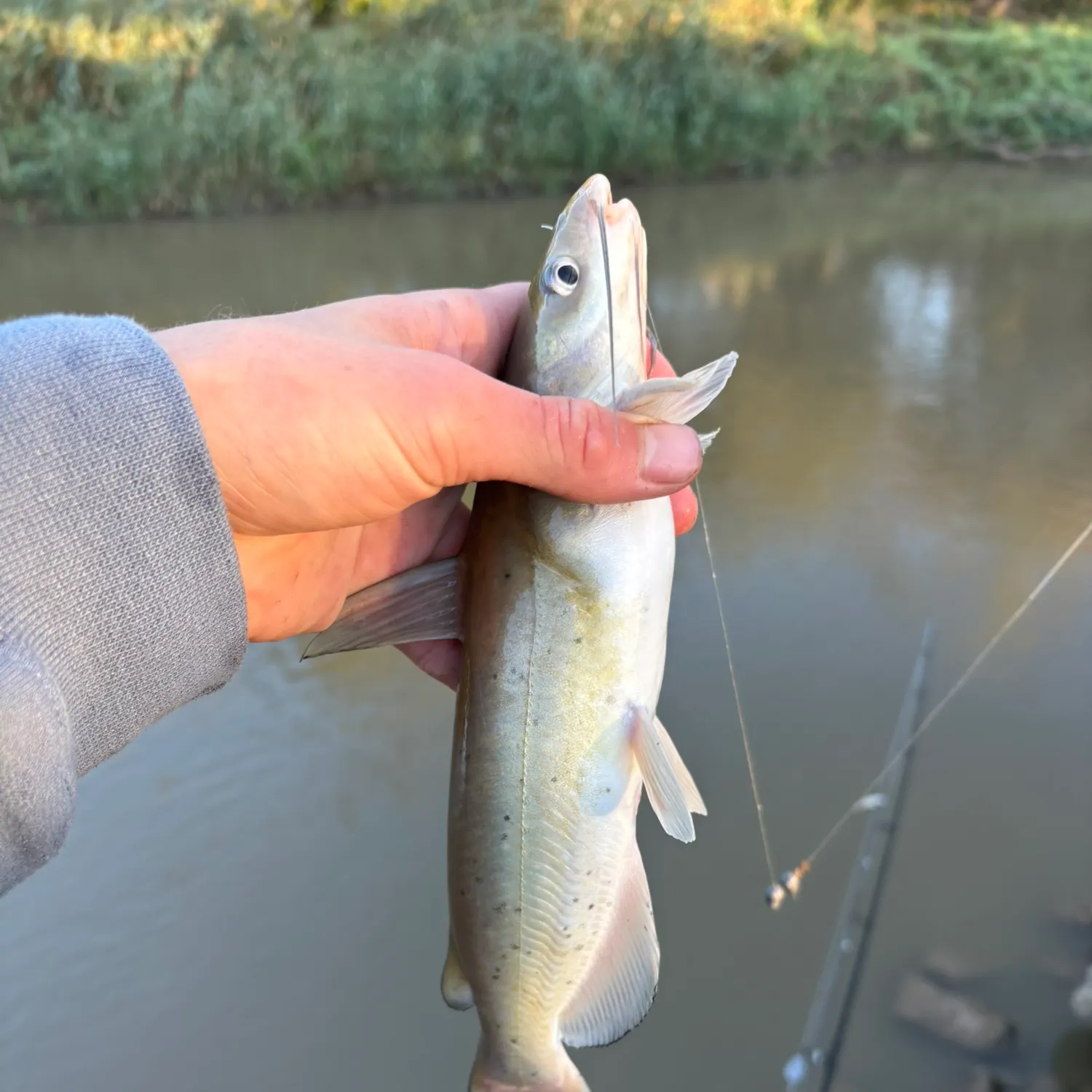 Channel catfish caught on Fishbrain