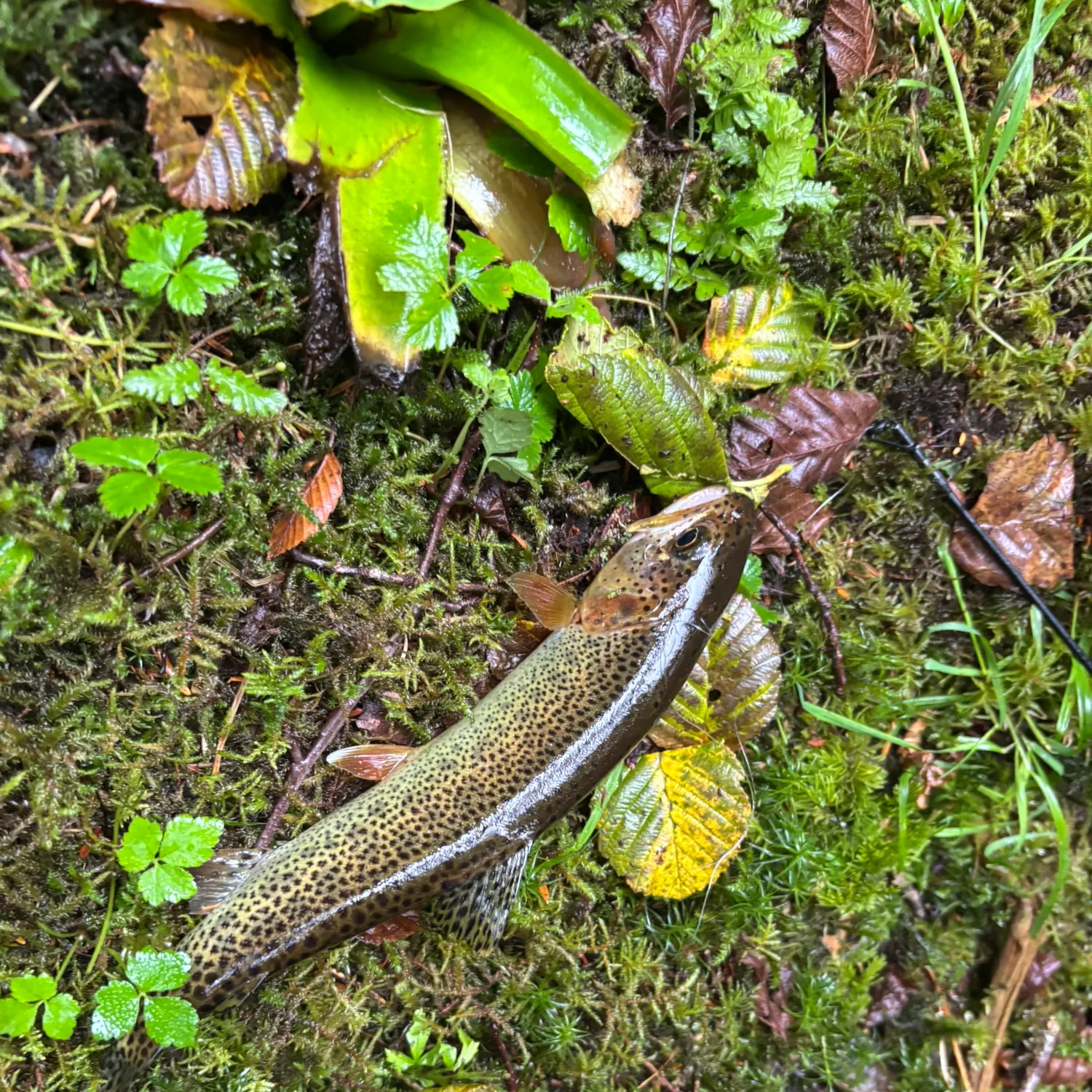 Coastal cutthroat trout caught on Fishbrain