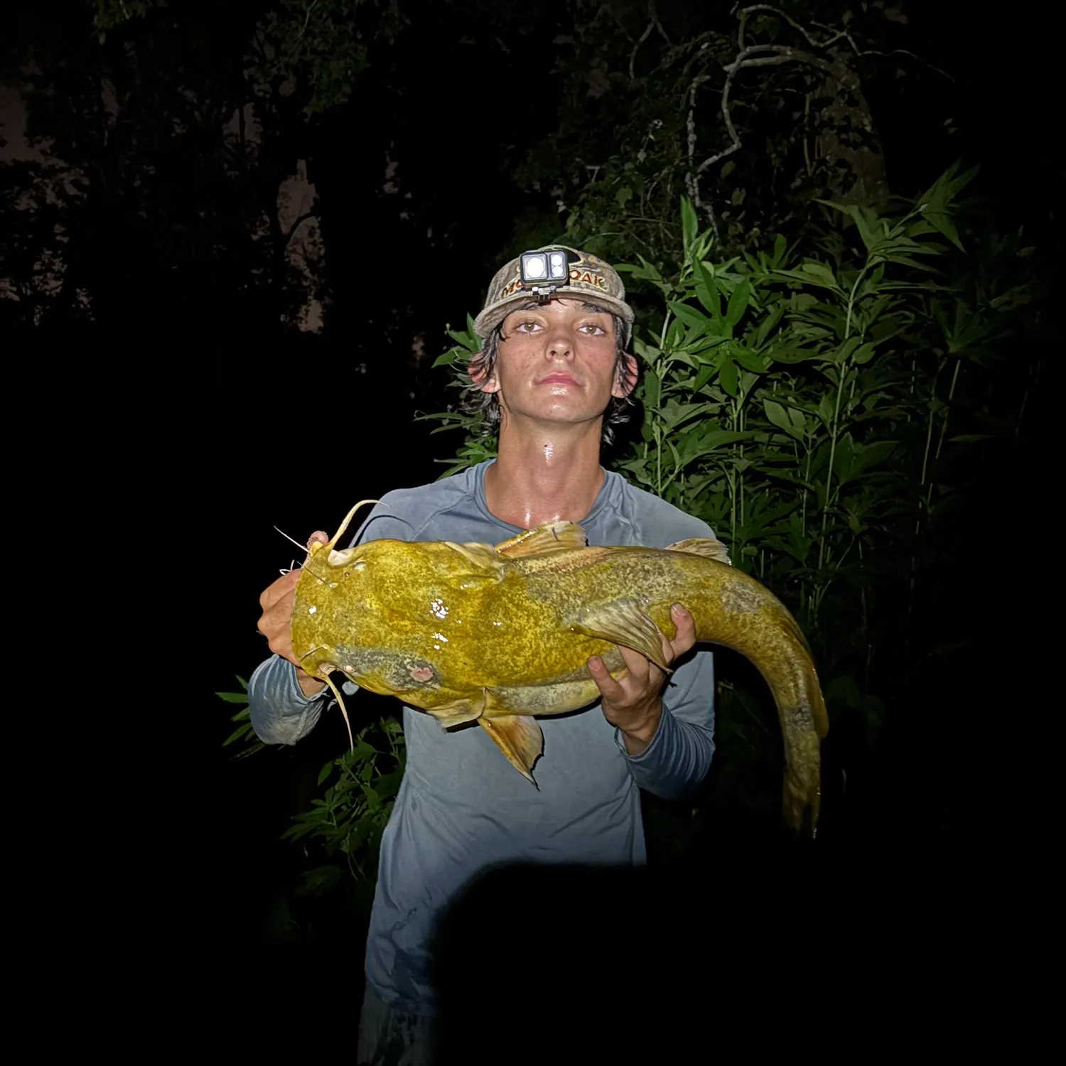 The most recent Flathead catfish catches on Fishbrain