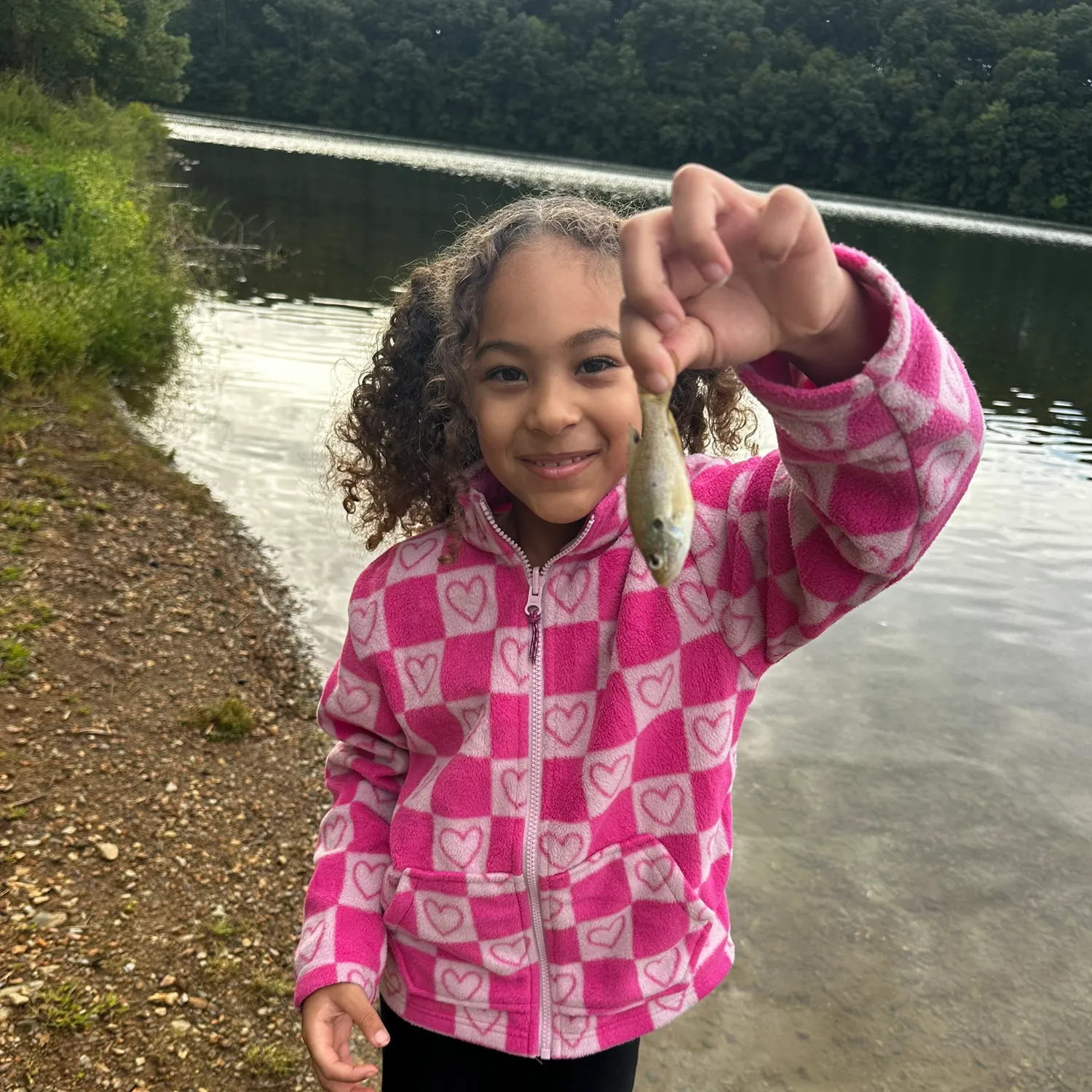 Green sunfish caught on Fishbrain