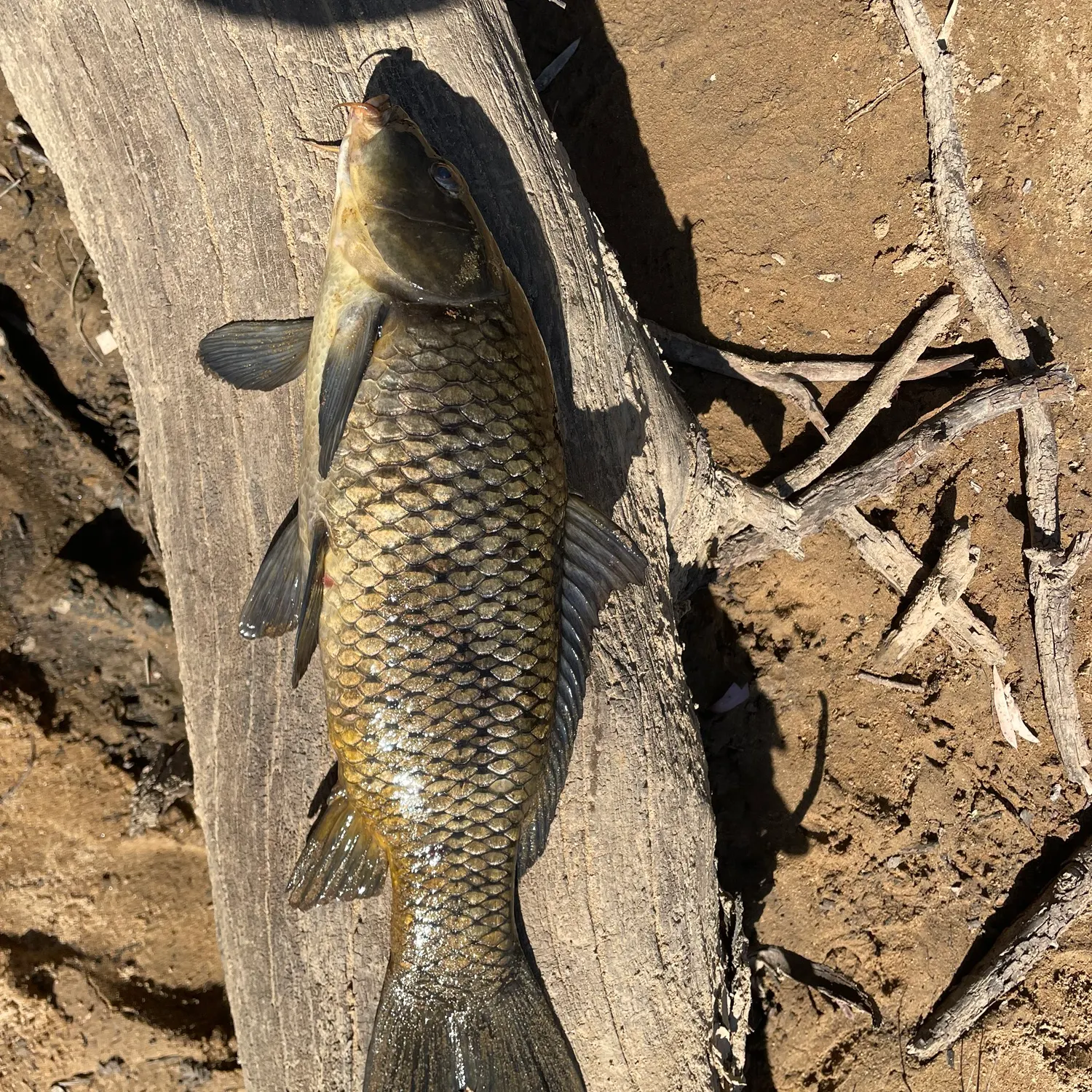 The most recent Common carp catches on Fishbrain