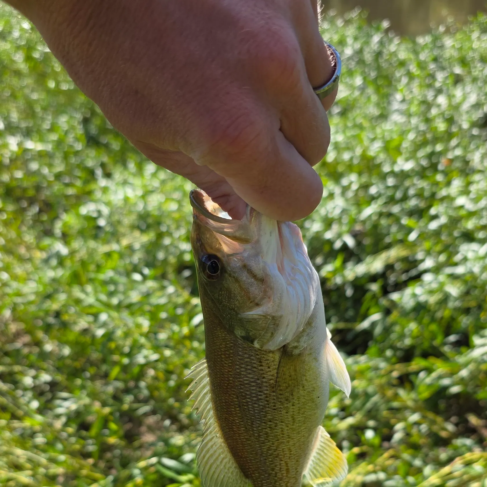 Smallmouth bass caught on Fishbrain