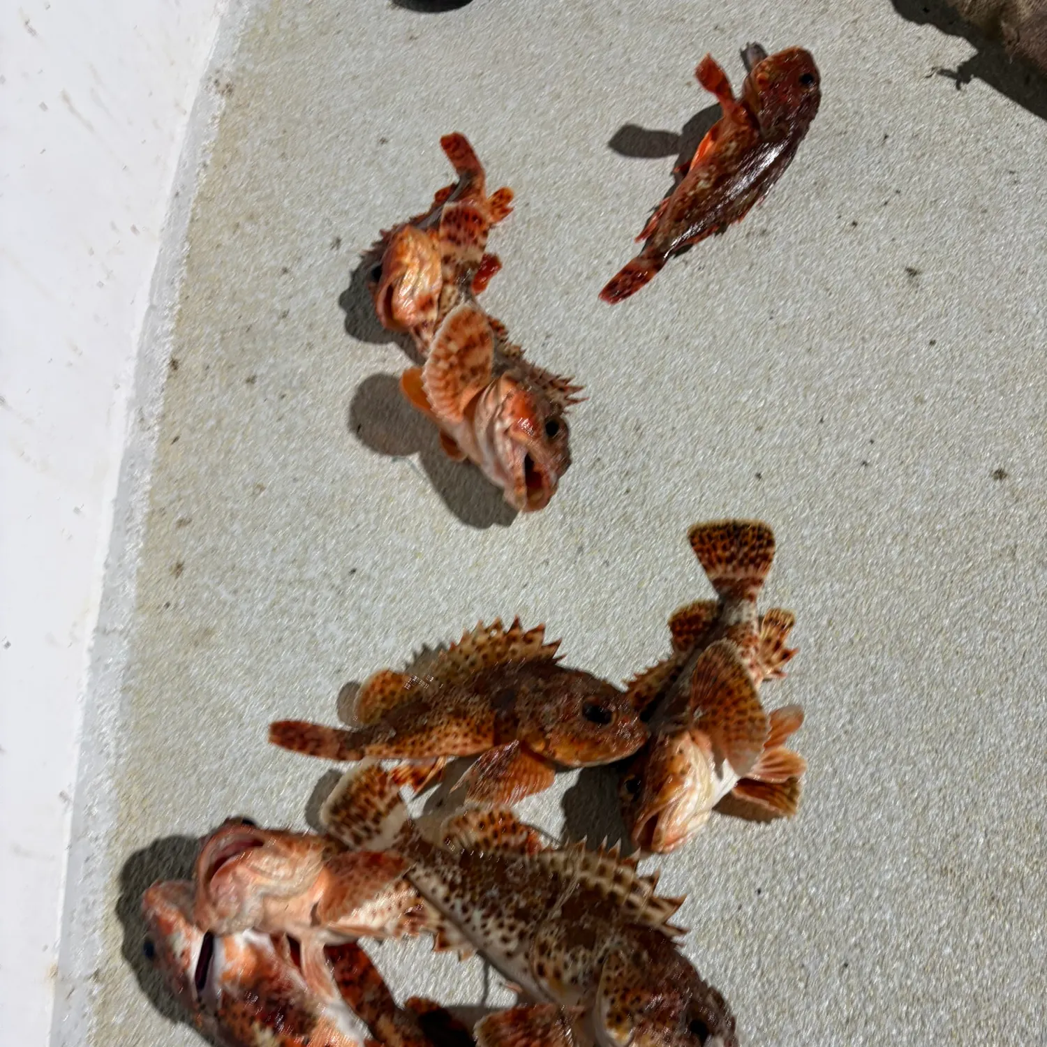 California scorpionfish caught on Fishbrain