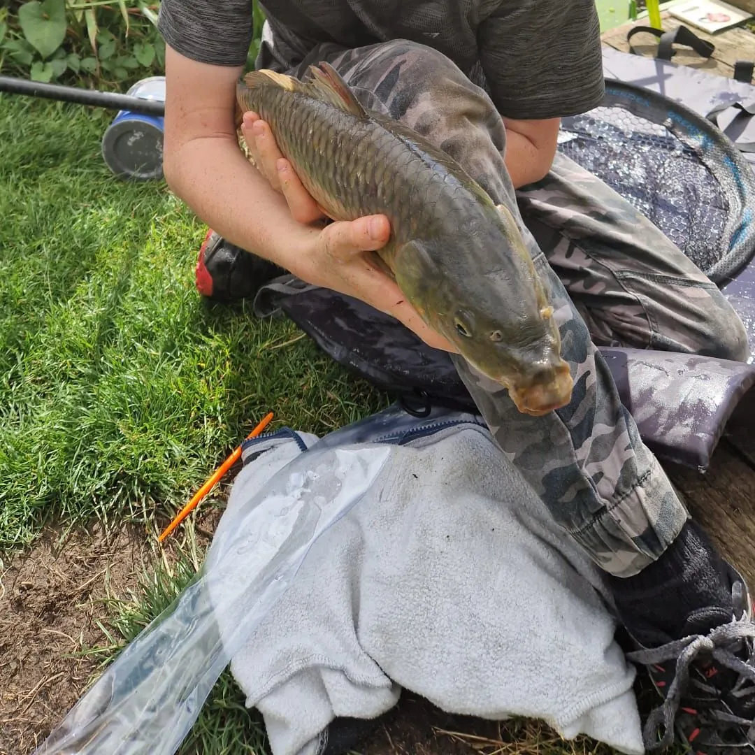 Common carp caught on Fishbrain