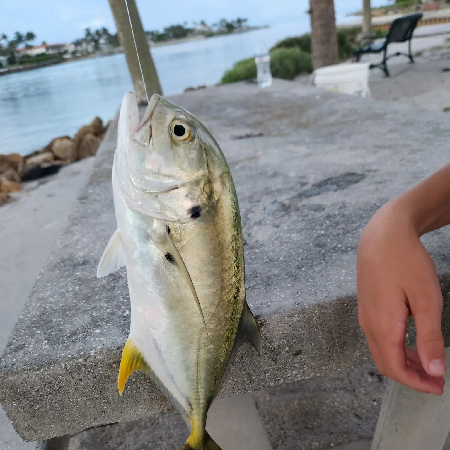 The most recent Crevalle jack catches on Fishbrain