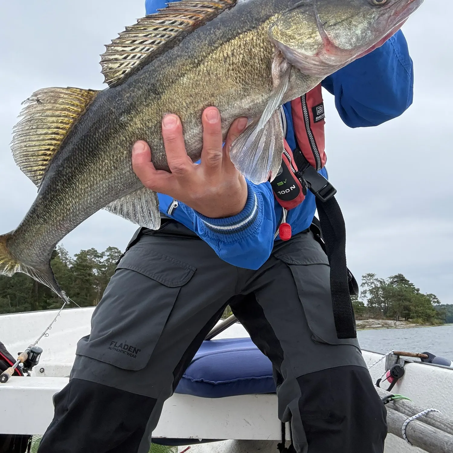 Zander caught on Fishbrain
