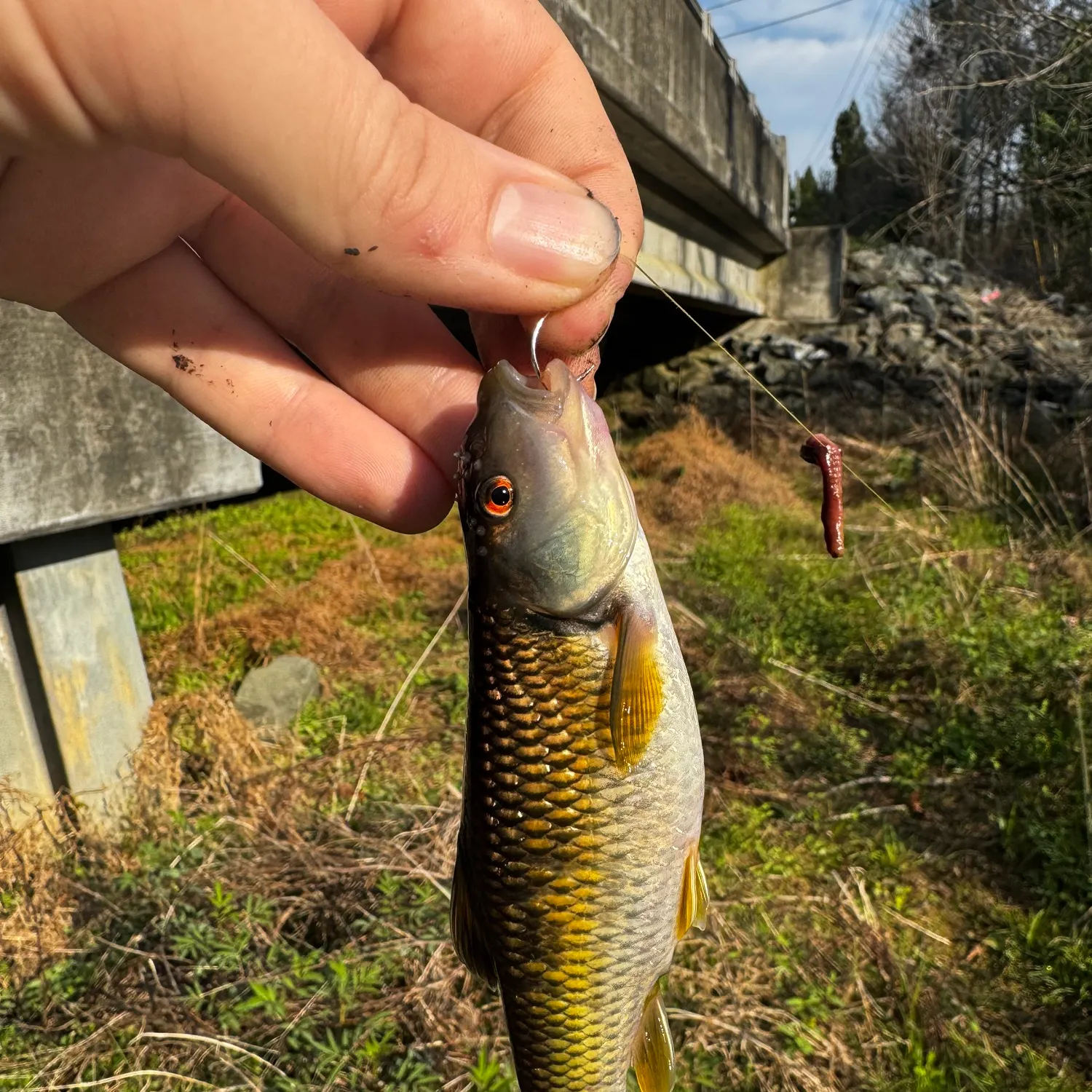 The most recent Bluehead chub catches on Fishbrain