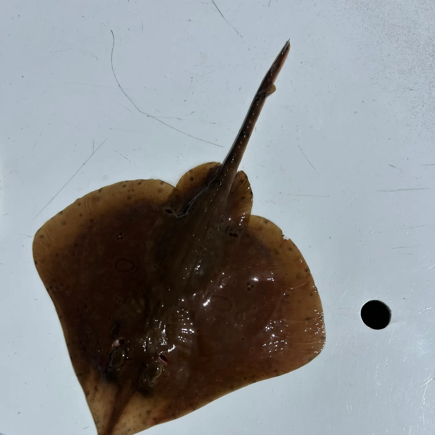 The most recent Sharpnose stingray catches on Fishbrain