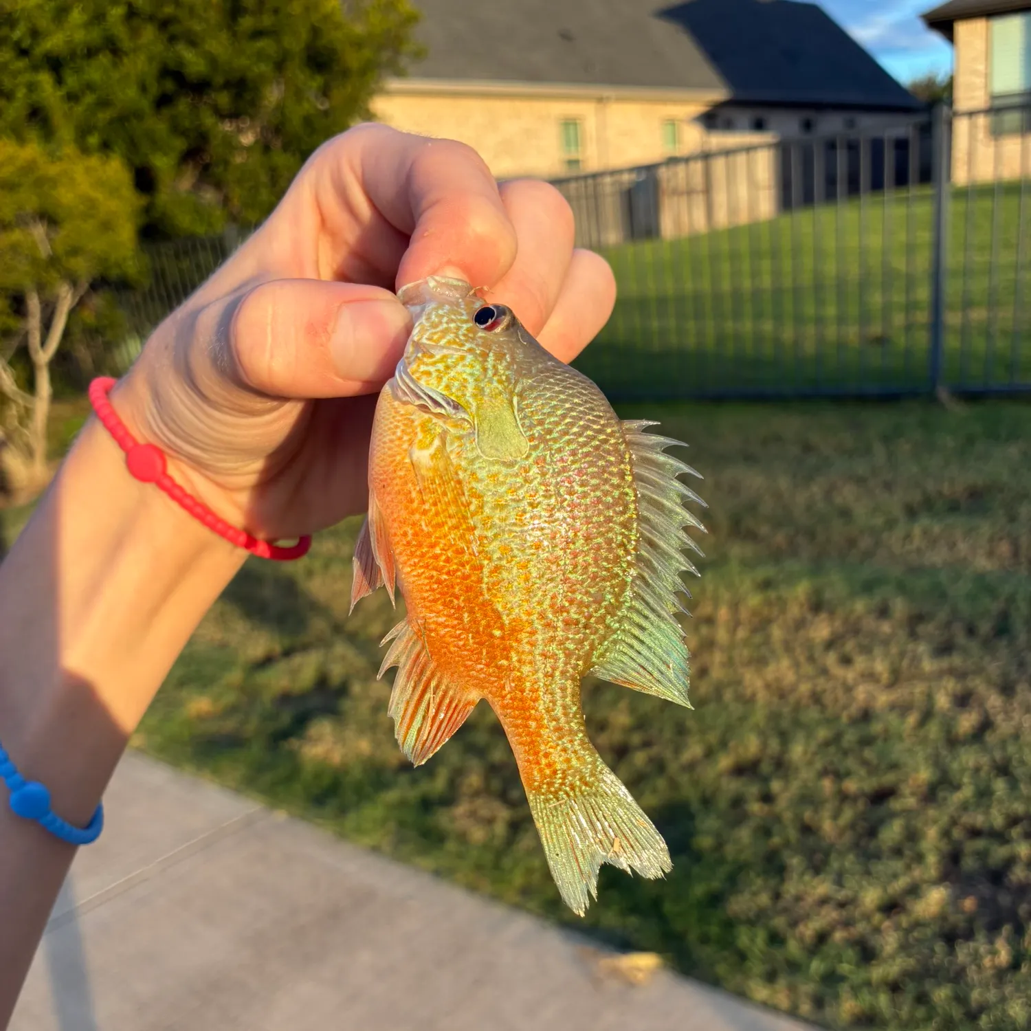 Longear sunfish caught on Fishbrain