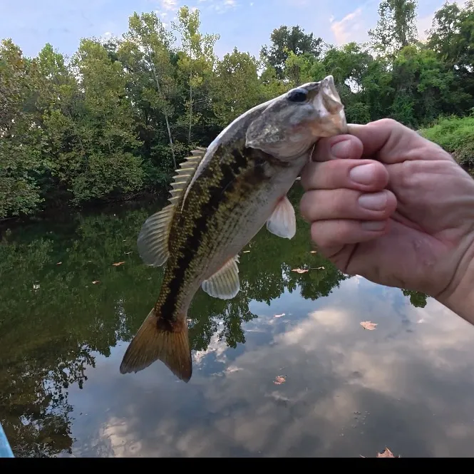 Spotted bass caught on Fishbrain