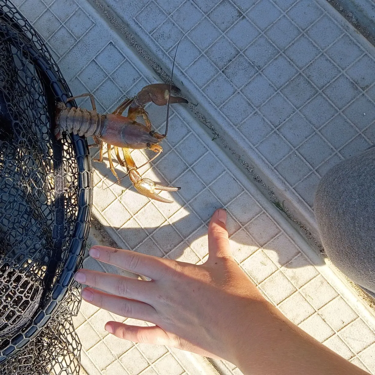 The most recent Virile crayfish catches on Fishbrain