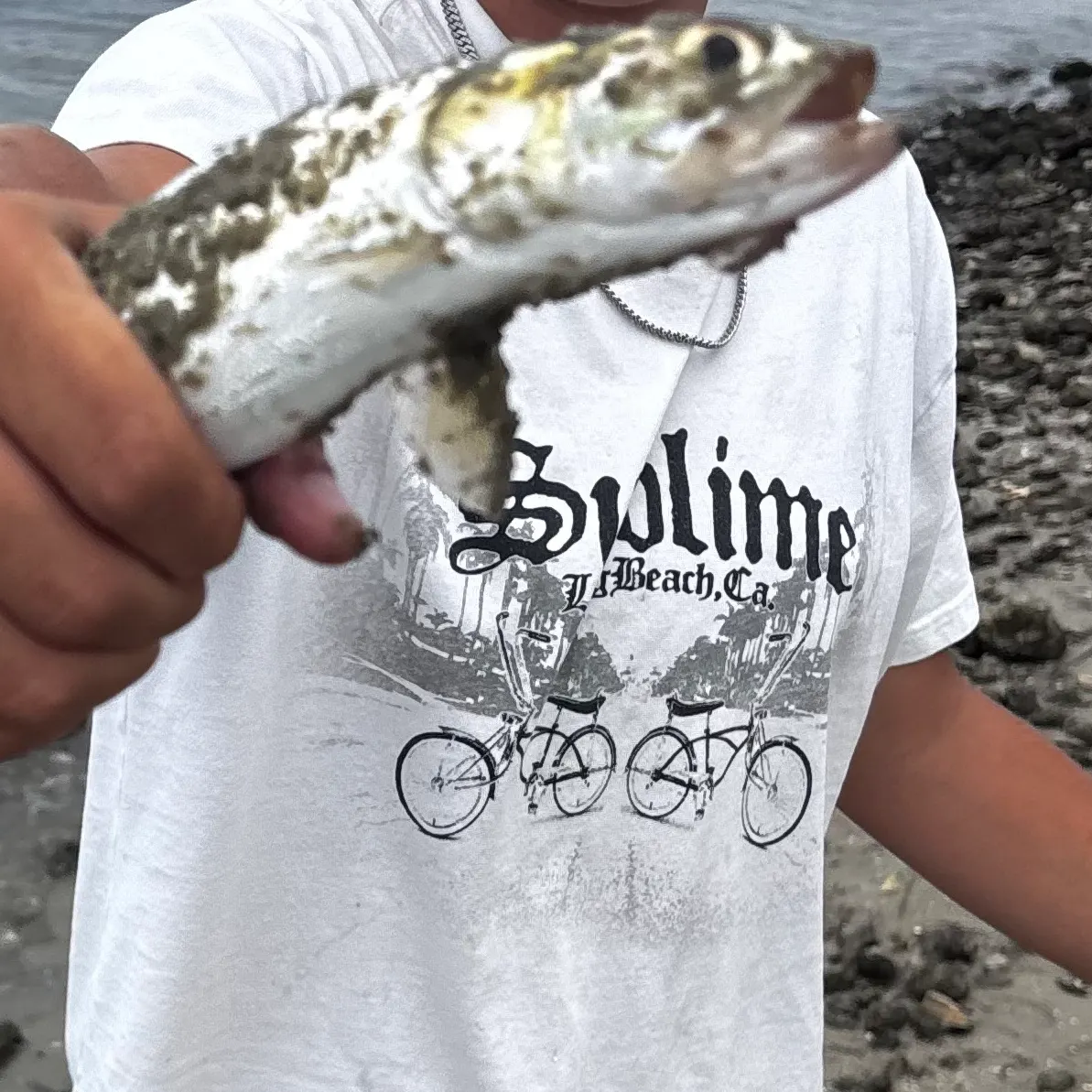 Common snook caught on Fishbrain