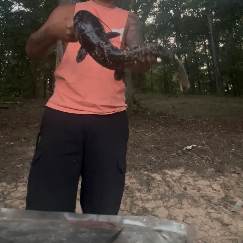 Channel catfish caught on Fishbrain