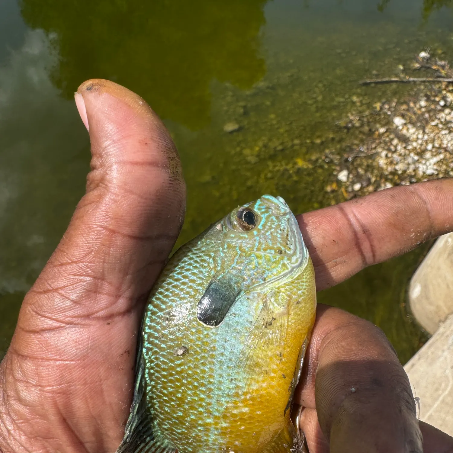Longear sunfish caught on Fishbrain