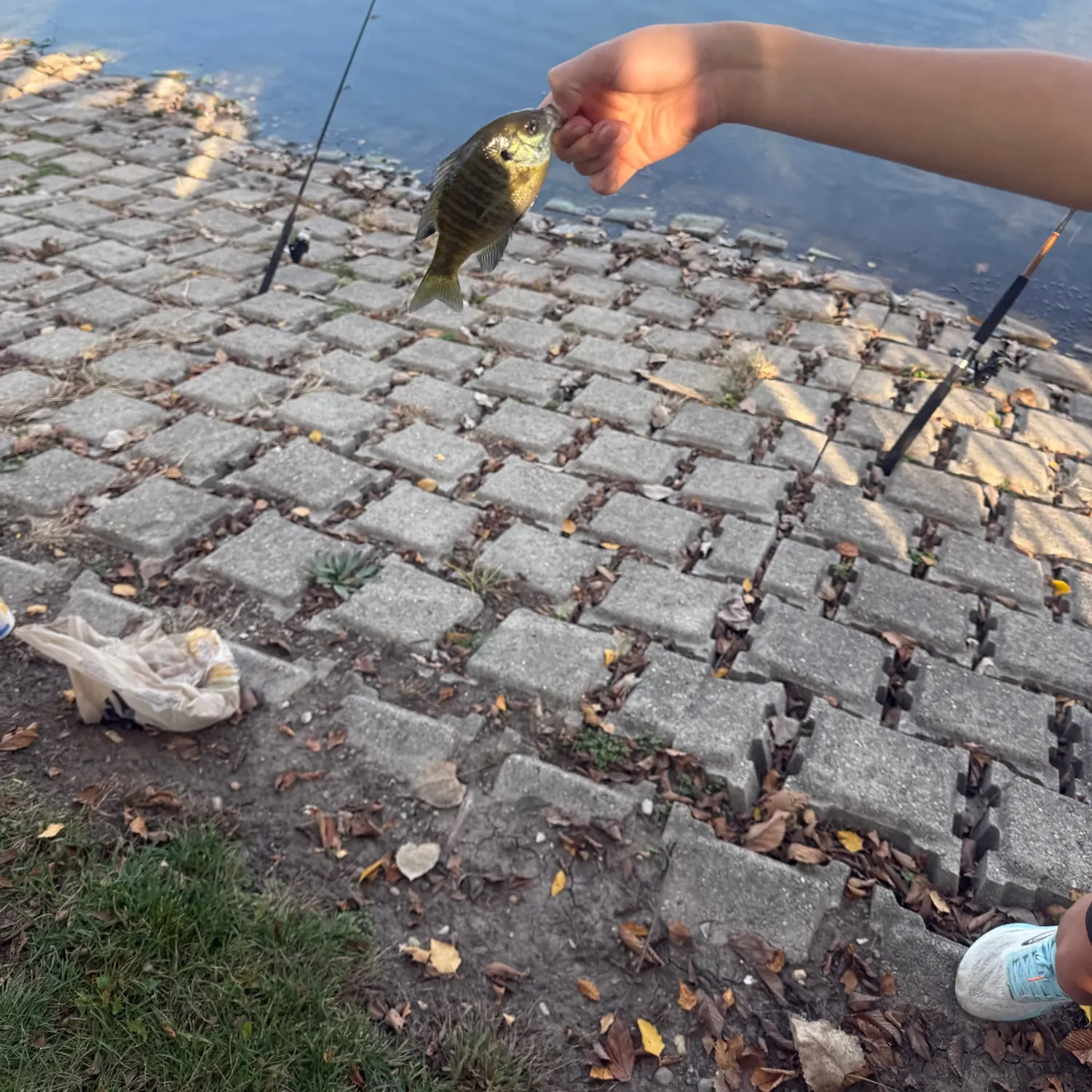 Bluegill caught on Fishbrain