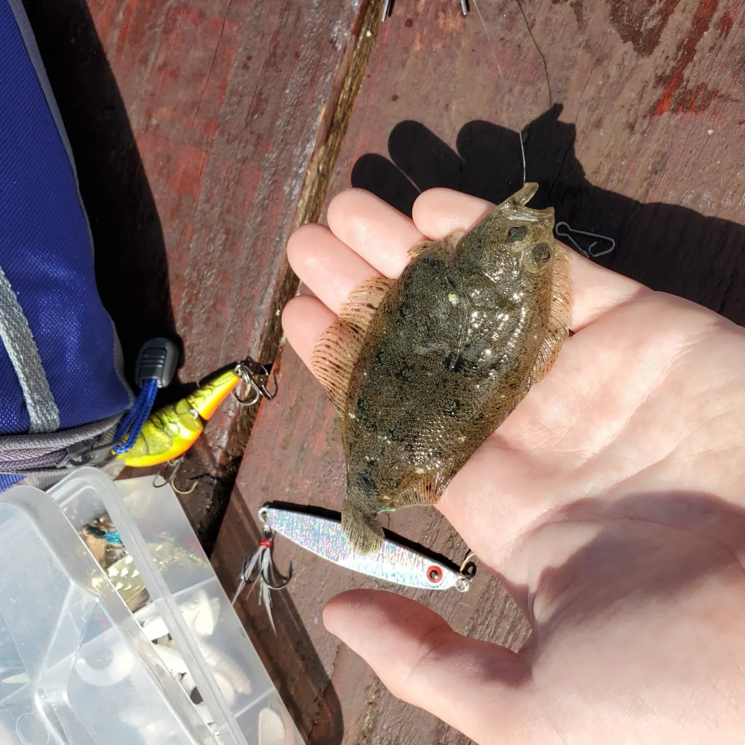 The most recent Speckled sanddab catches on Fishbrain