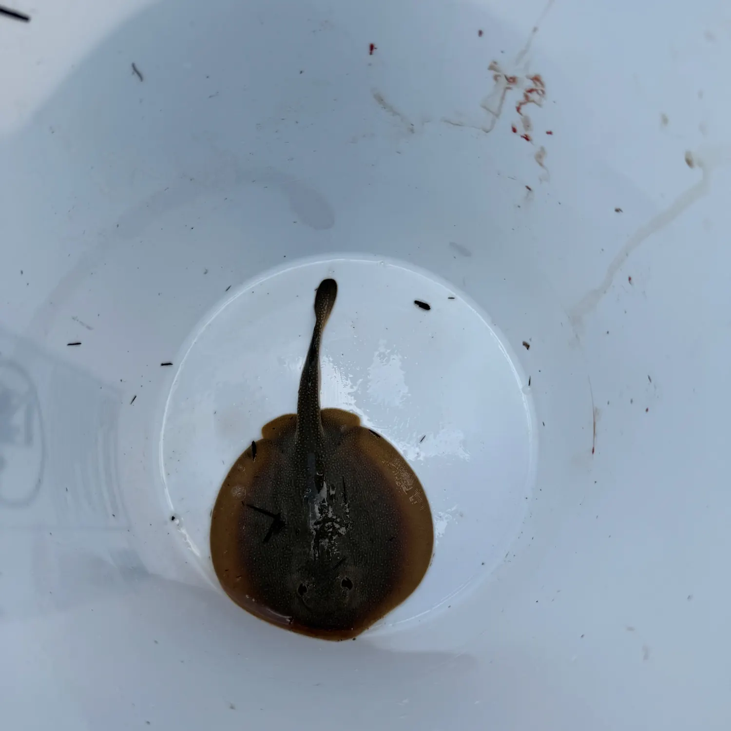 Haller's round ray caught on Fishbrain