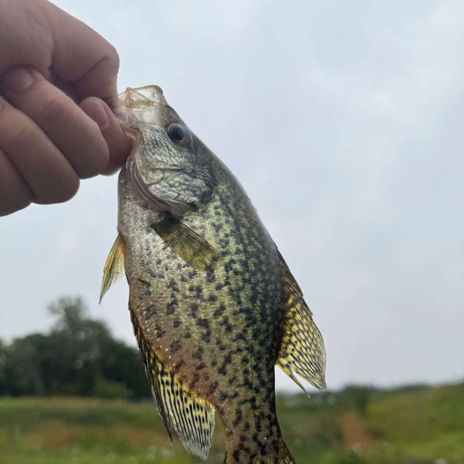 Black crappie caught on Fishbrain