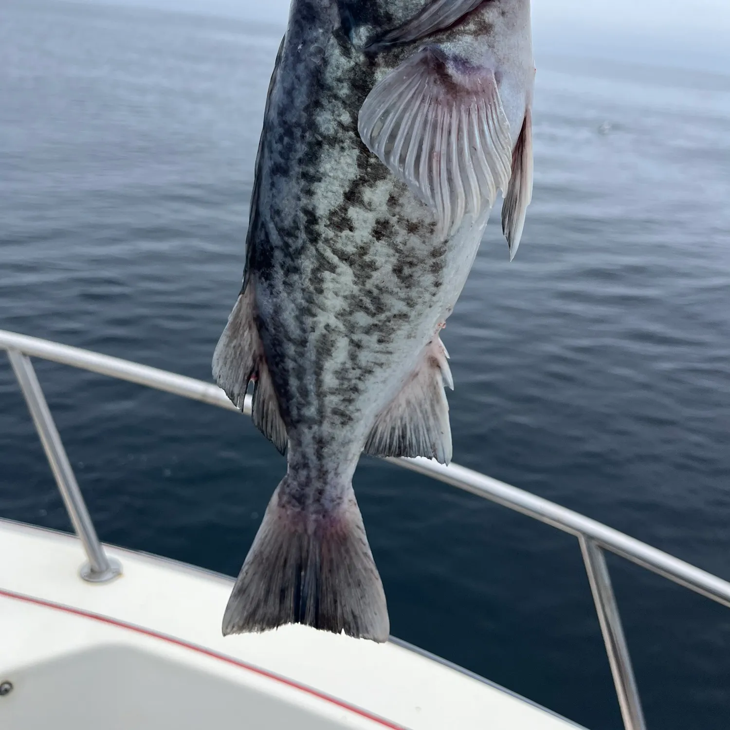 The most recent Blue rockfish catches on Fishbrain