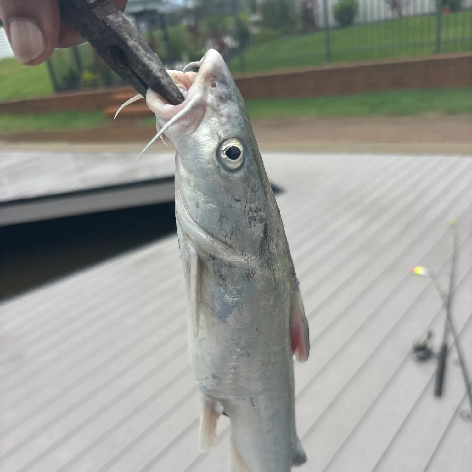 Hardhead sea catfish caught on Fishbrain