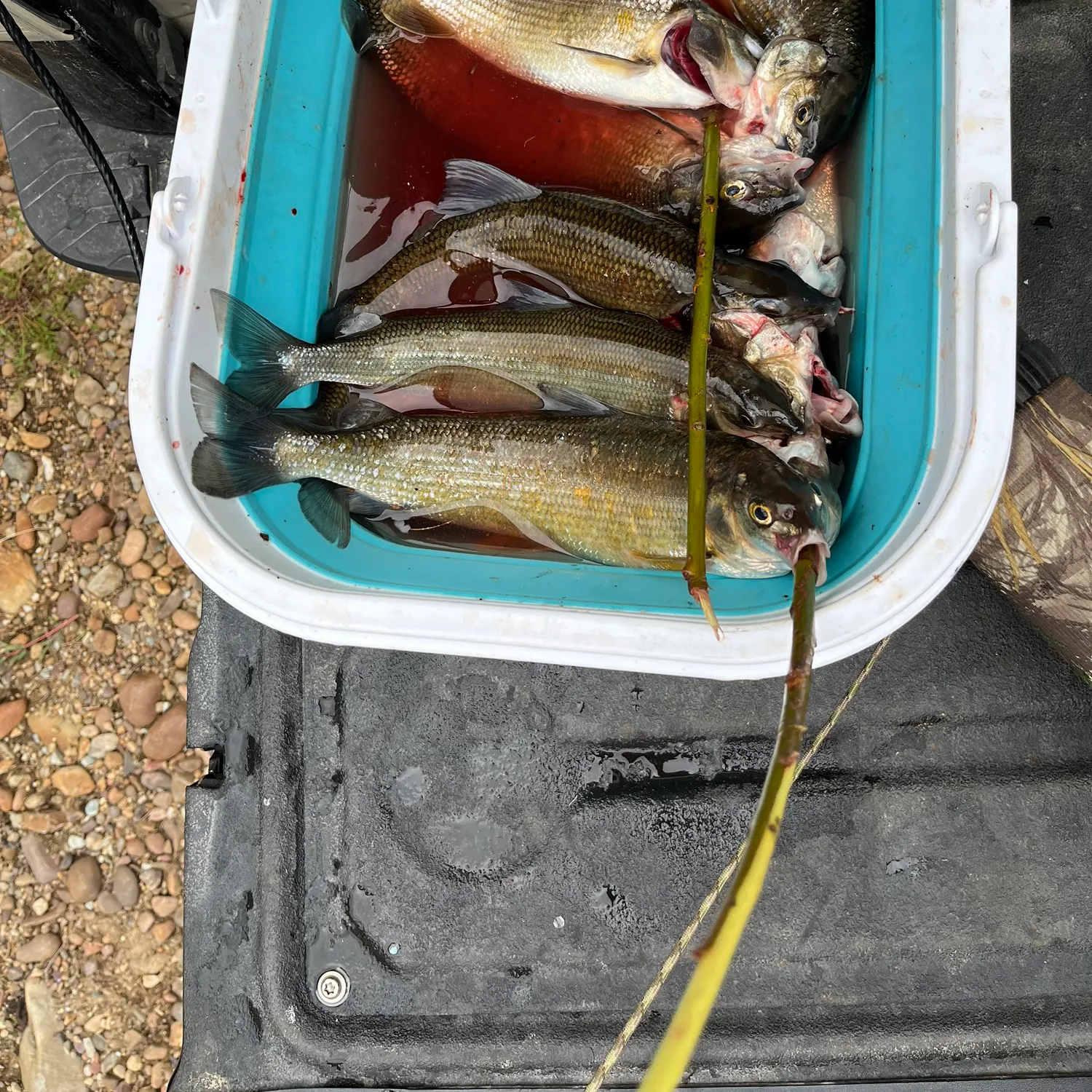 recently logged catches