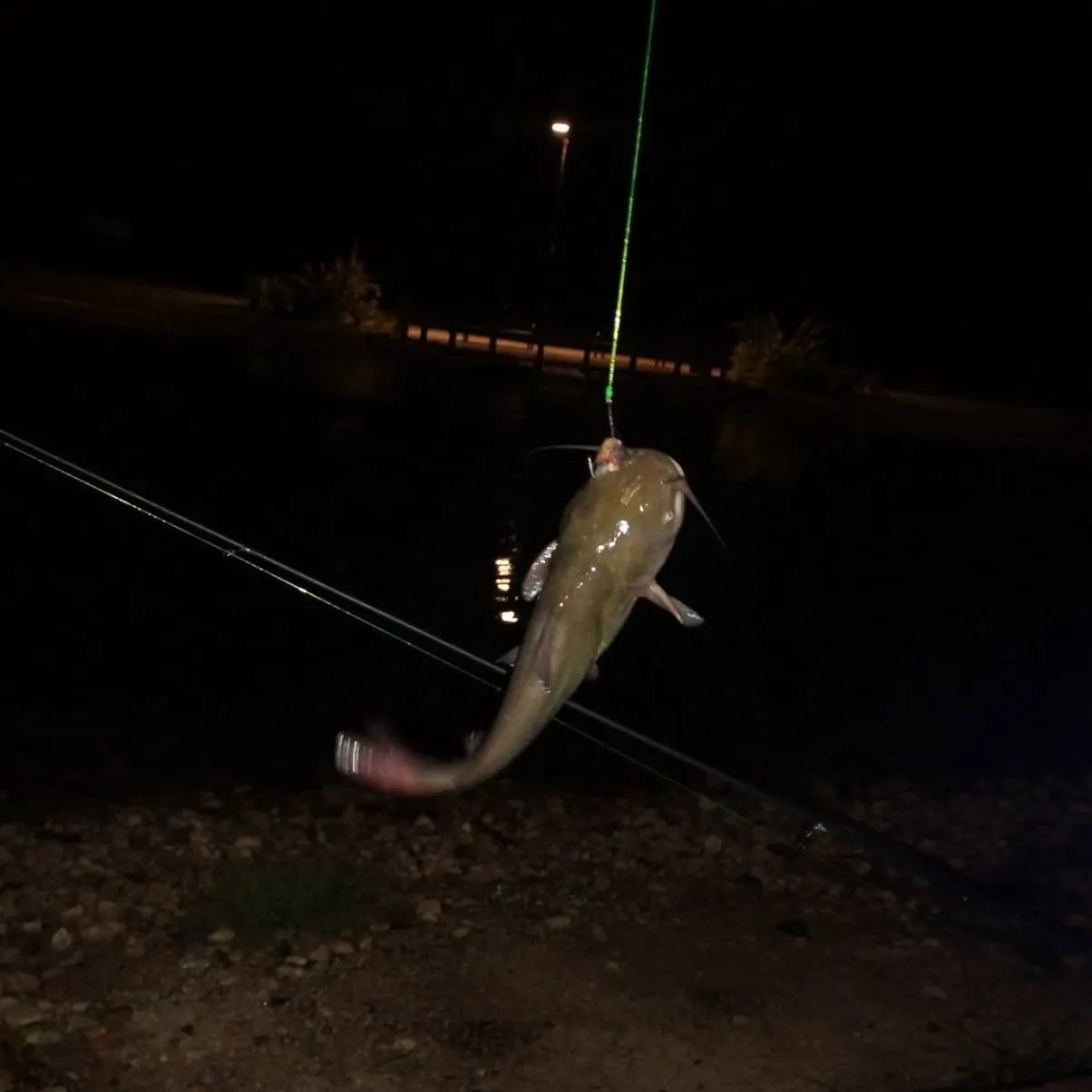 Channel catfish caught on Fishbrain