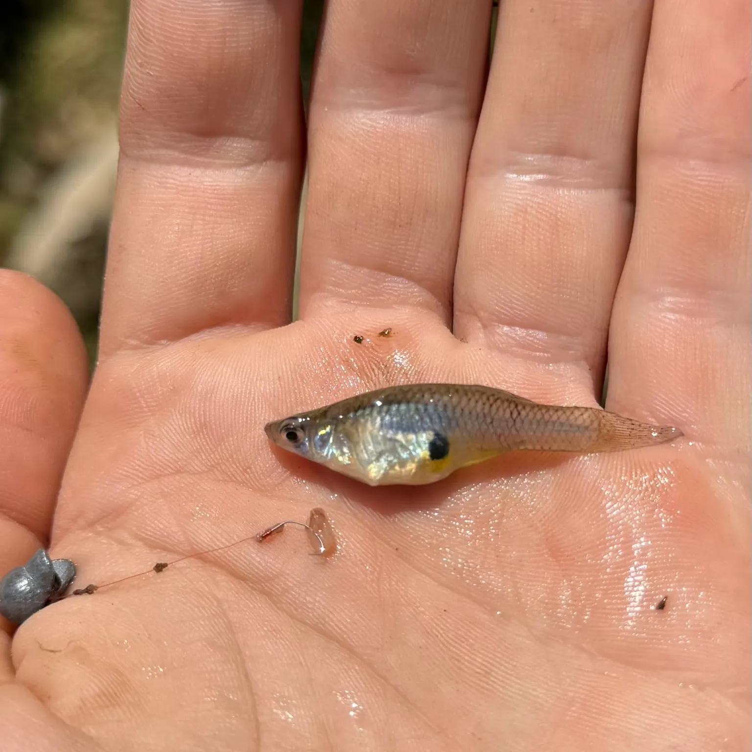 The most recent Western mosquitofish catches on Fishbrain