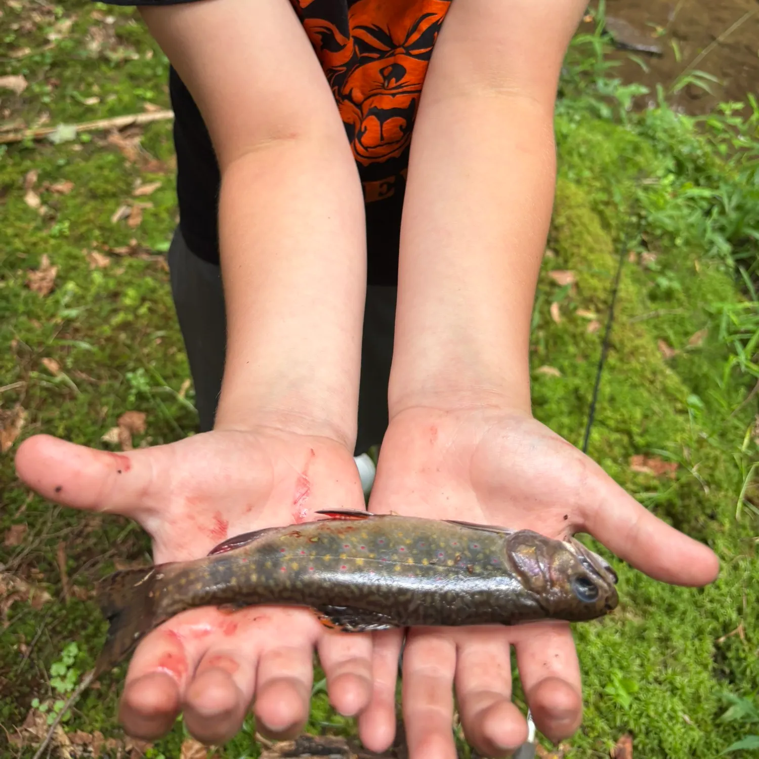 Brook trout caught on Fishbrain