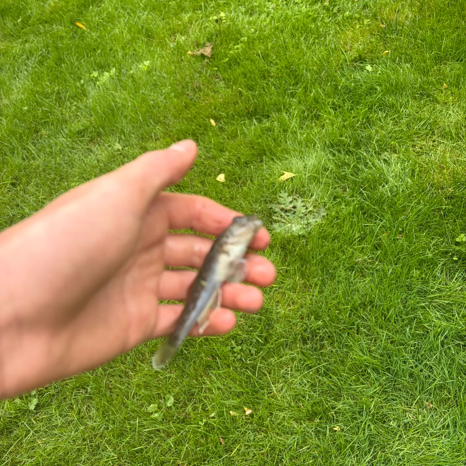 Round goby caught on Fishbrain