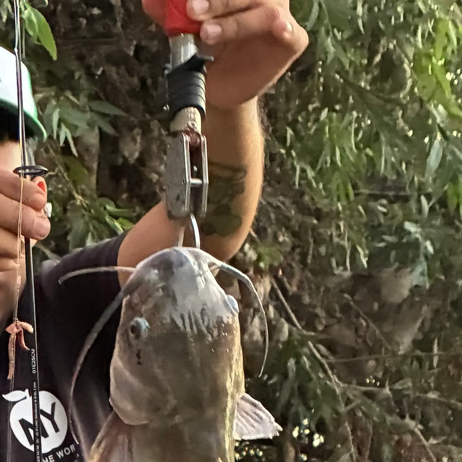 Channel catfish caught on Fishbrain