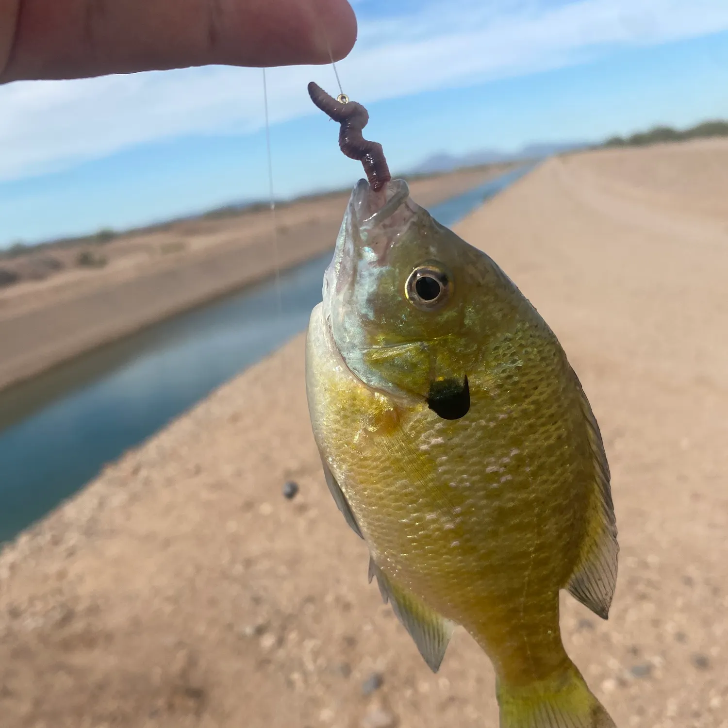 Bluegill caught on Fishbrain