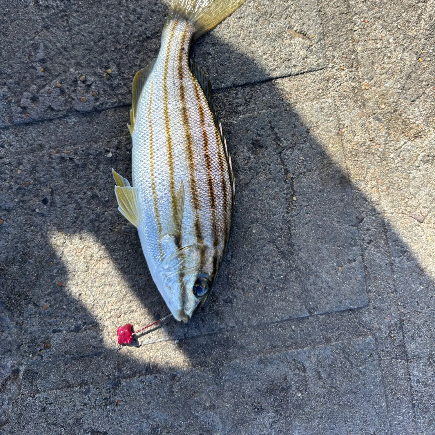 The most recent Striped trumpeter catches on Fishbrain