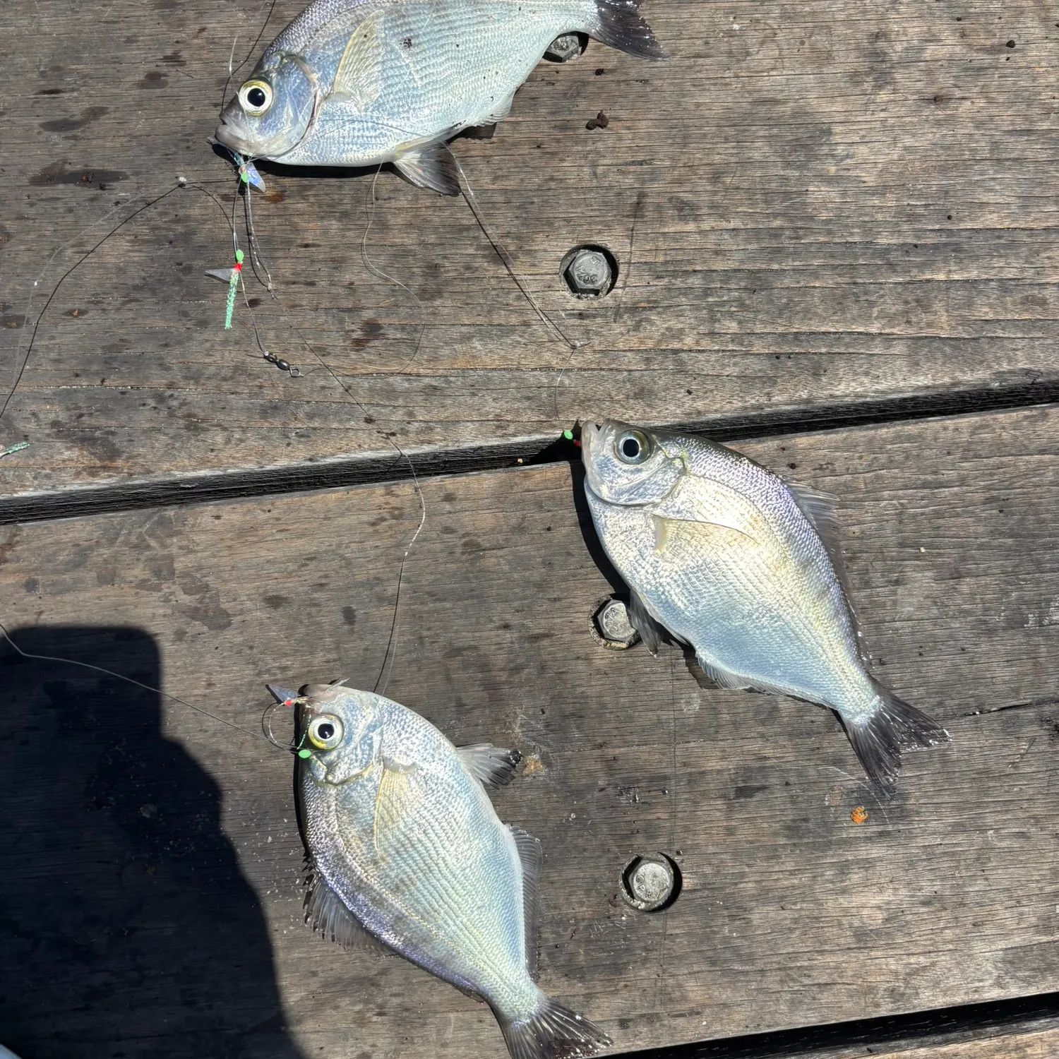 recently logged catches