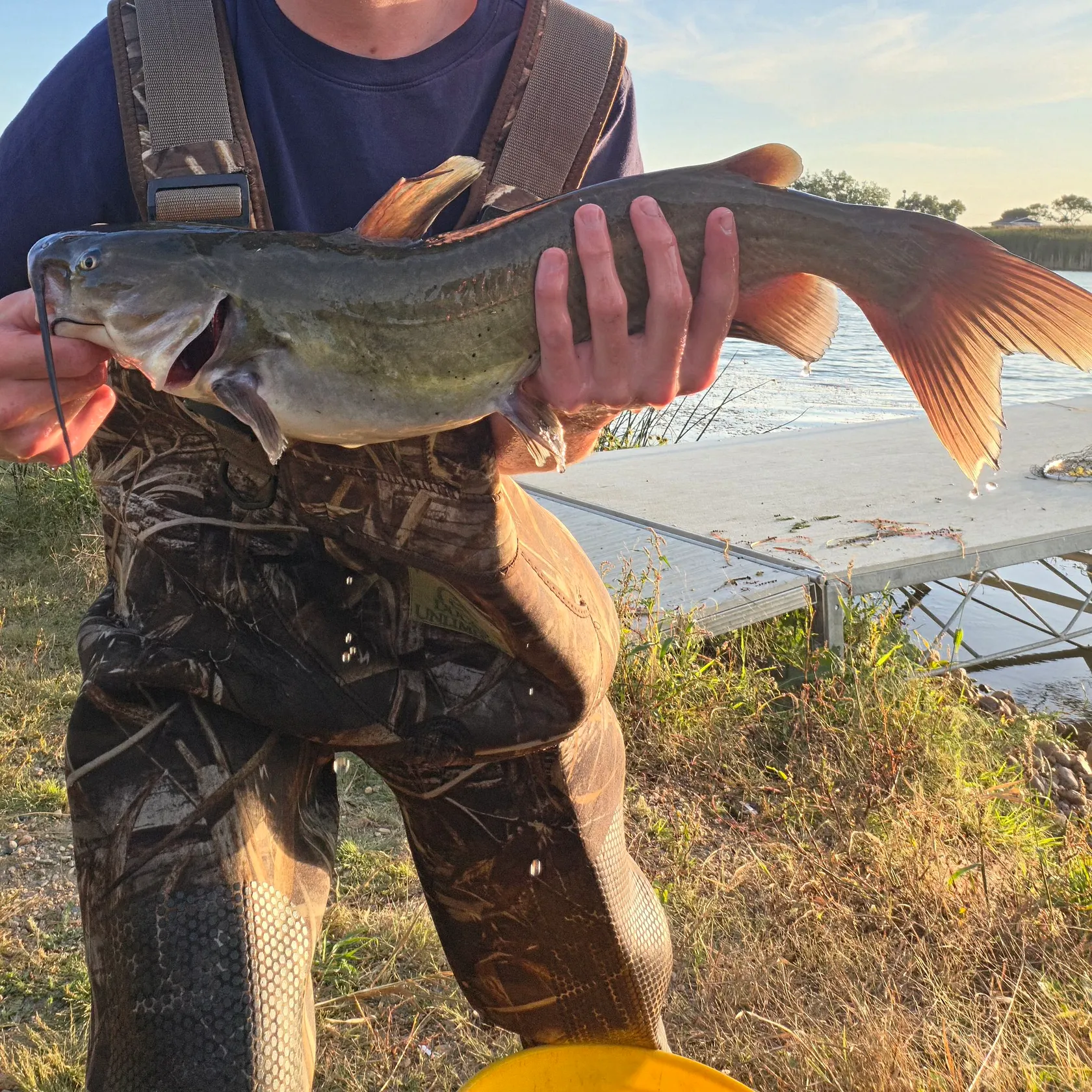 Channel catfish caught on Fishbrain