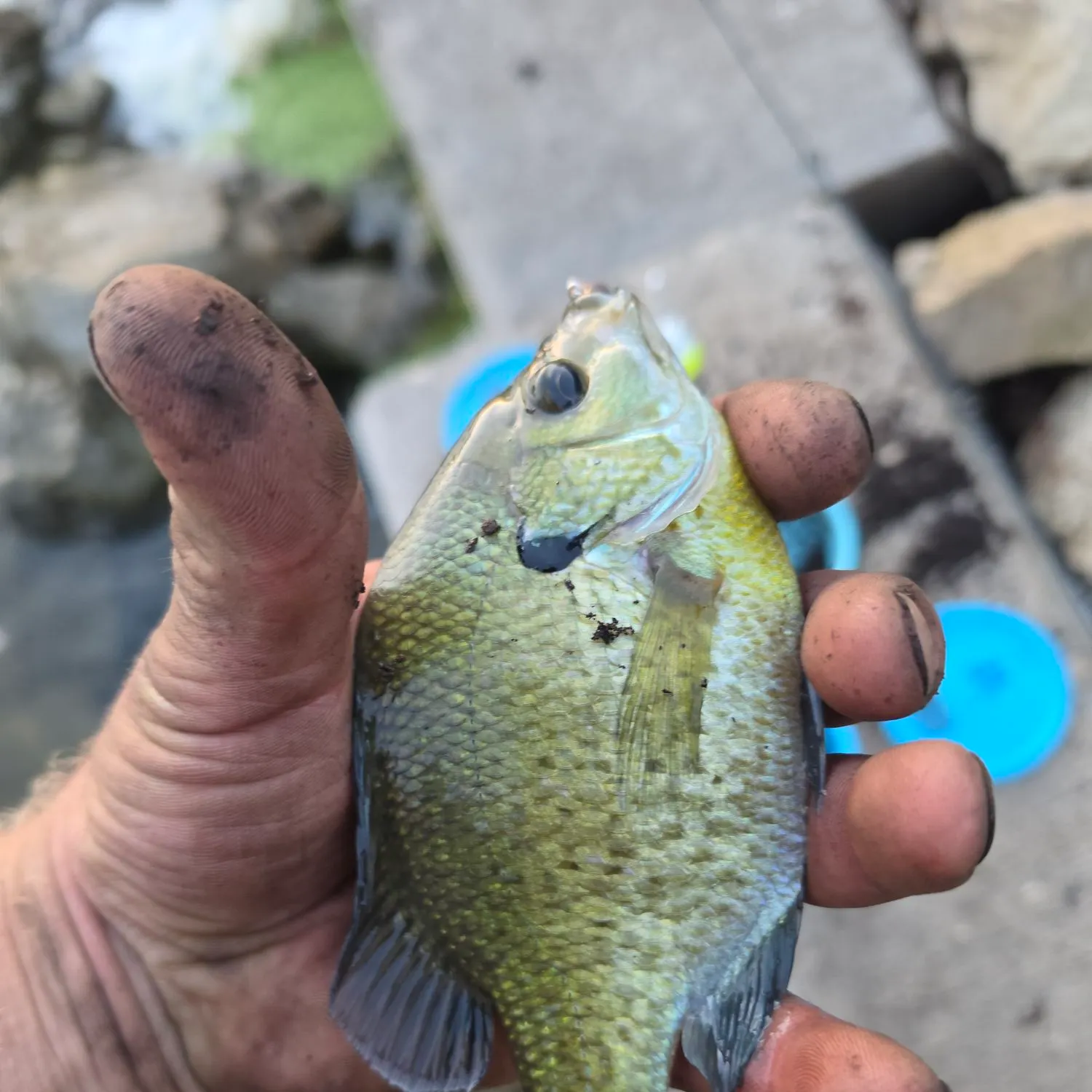 Bluegill caught on Fishbrain