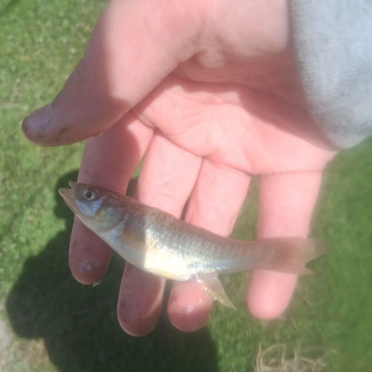 The most recent Bluntnose minnow catches on Fishbrain