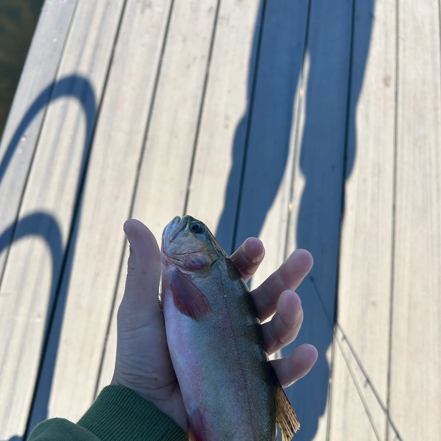 Cutthroat trout caught on Fishbrain