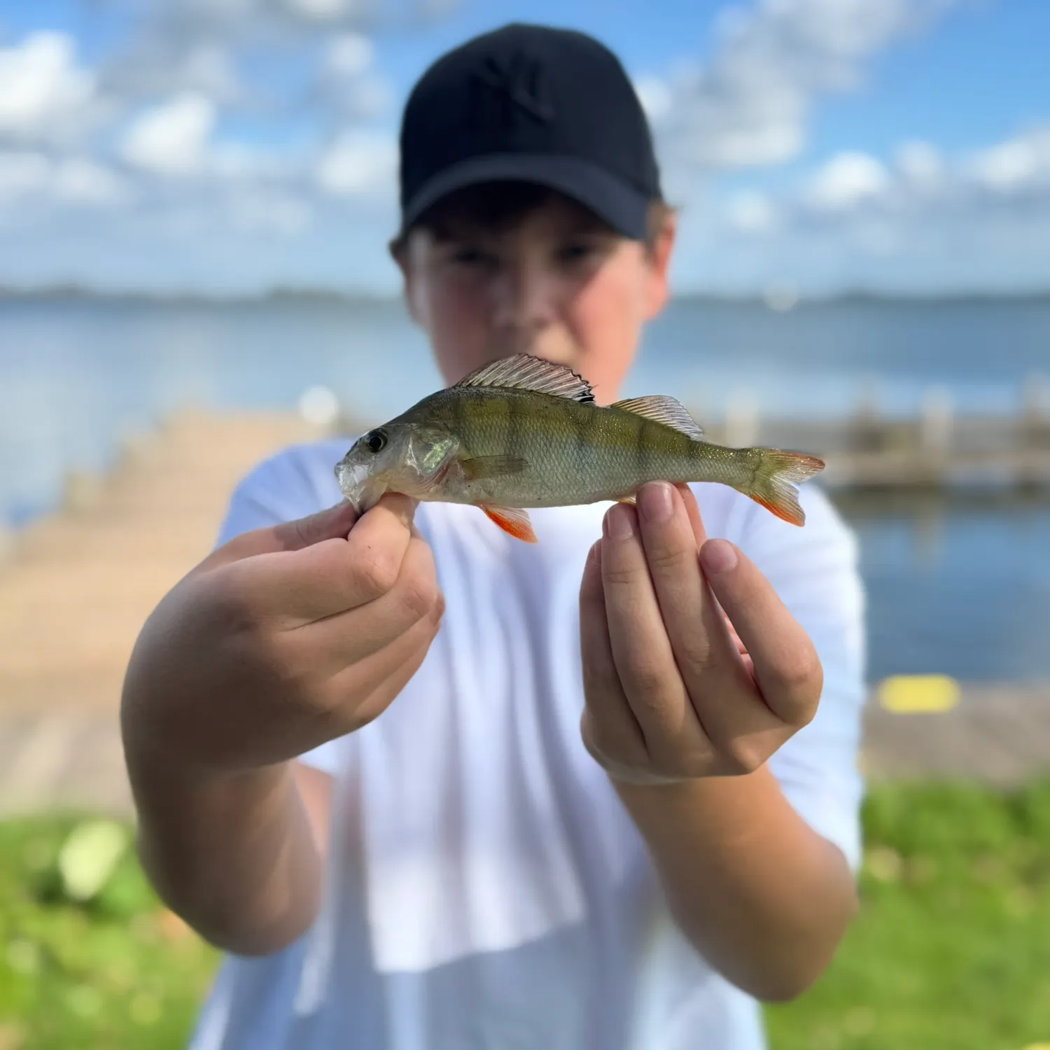 European perch caught on Fishbrain