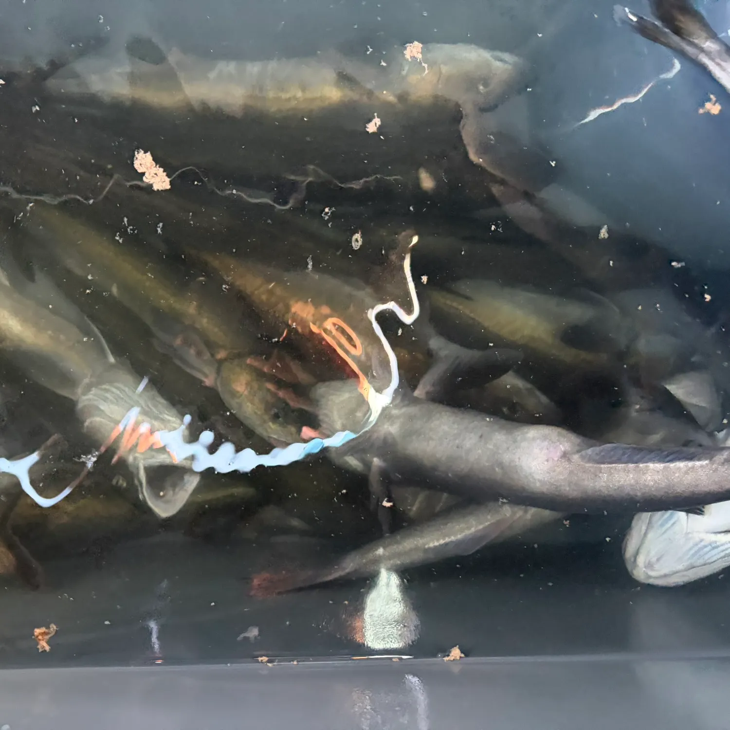 The most recent Sablefish catches on Fishbrain