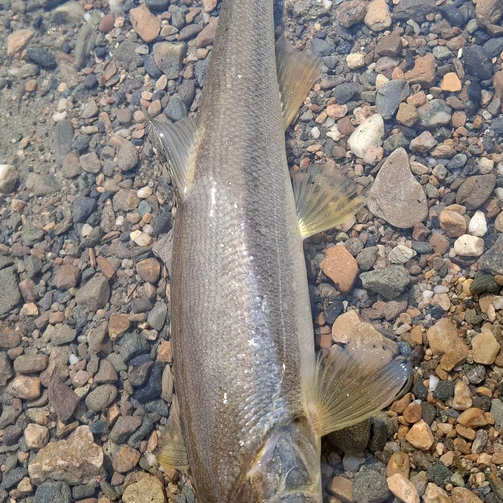 Northern pikeminnow caught on Fishbrain