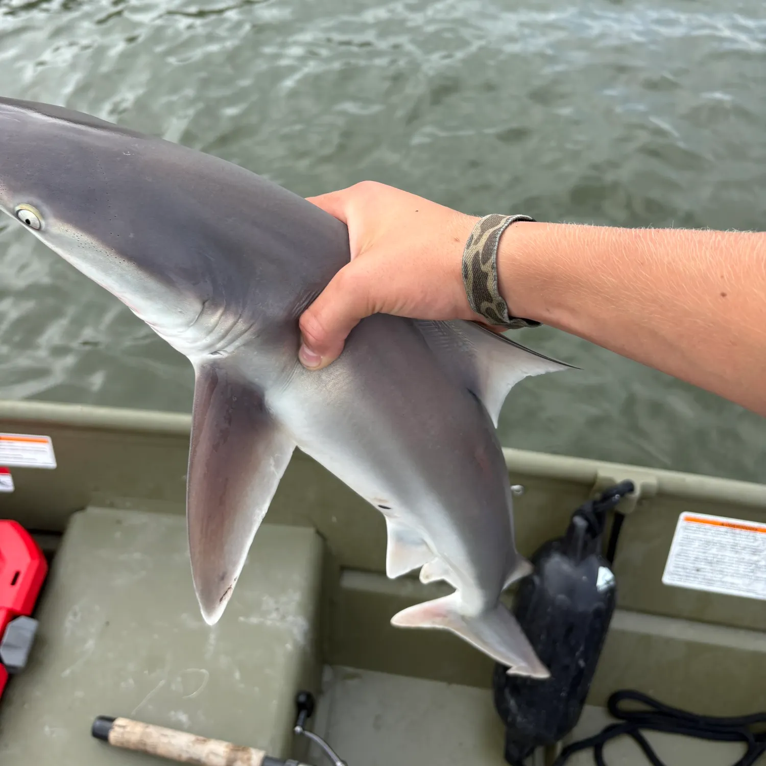 Sandbar shark caught on Fishbrain