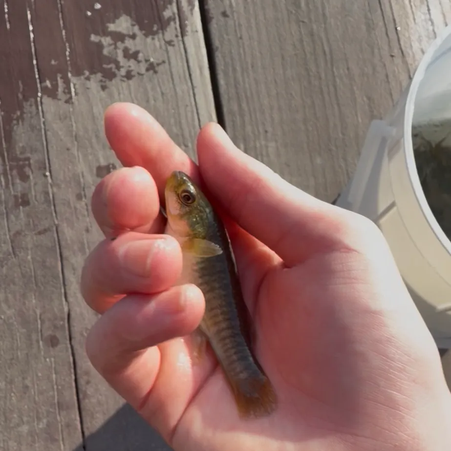 The most recent Mummichog catches on Fishbrain